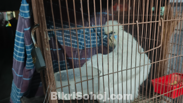 সিল্কি মুরগি